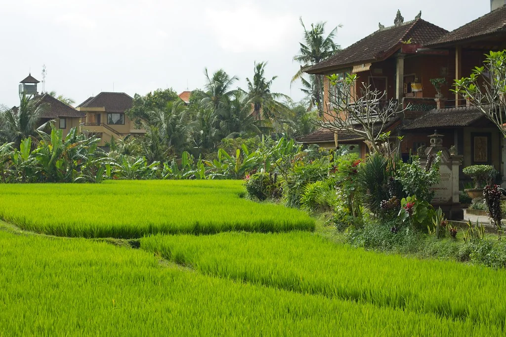Rice fields amid the town of Ubud
