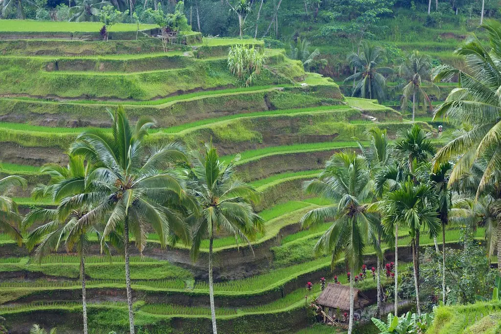 Tegallalang rice terraces near Ubud, Bali